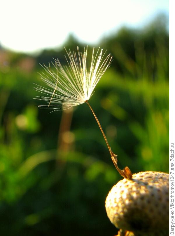 На утренней зорьке.