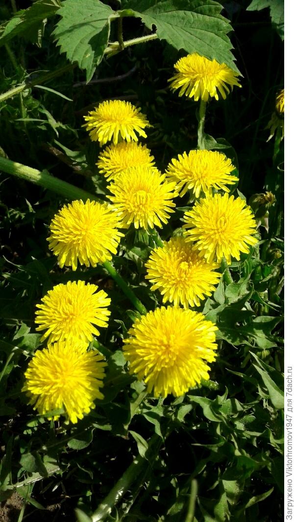 Благодарю Всех за прекрасный Одуванчиковый марафон! У Всех были прекрасные фото! И мы увидели, как прекрасен этот Мир и Души наших СемиДачников!!! Благодарю за поддержку моих фото!