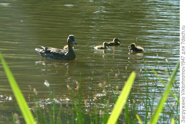 Первый выход. (Дикие.)