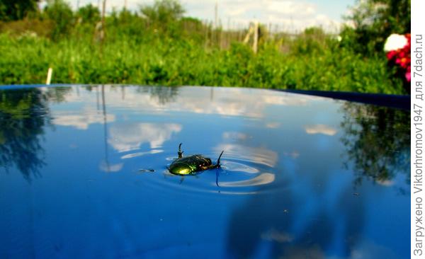 Оказалось отражение в дачной бочке.