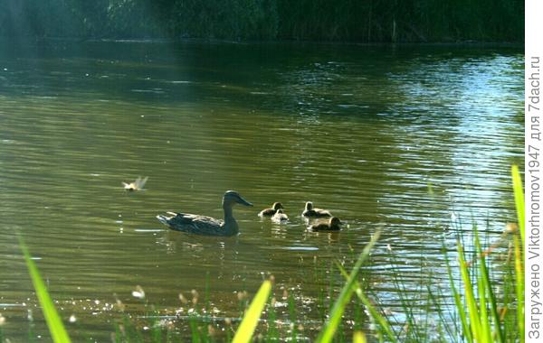 Утренней зорьке.