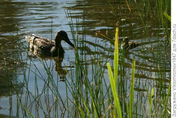 Где ещё три сыночка...