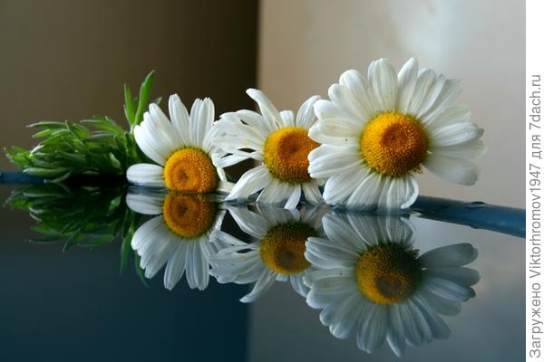 ТРИ ДАЧНЫЕ КРАСАВИЦЫ