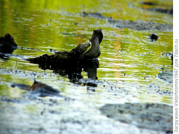 Черти водятся. ( наверное)
