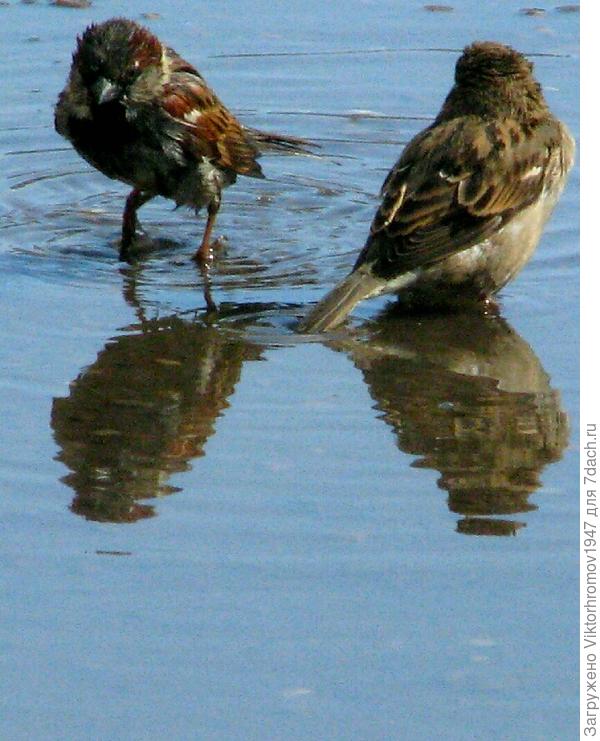 Море...по колено!