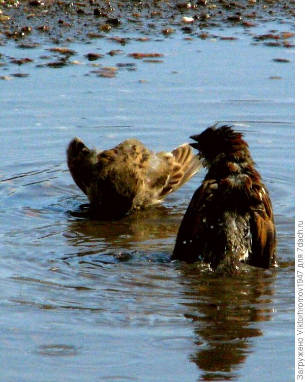 Видел...как Я нырнул.