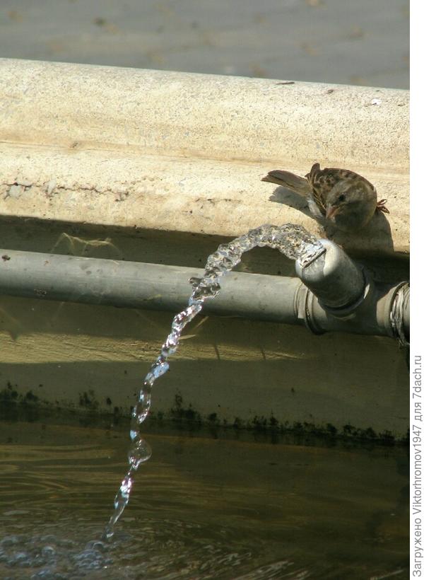 из крантика попить...