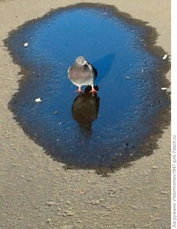 Это обычная лужа.