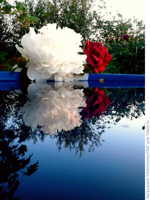 Любимые ПИОНЫ