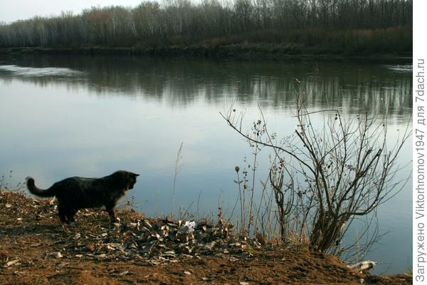 ТАМ рыбка плавает. Прыгнуть что ли?