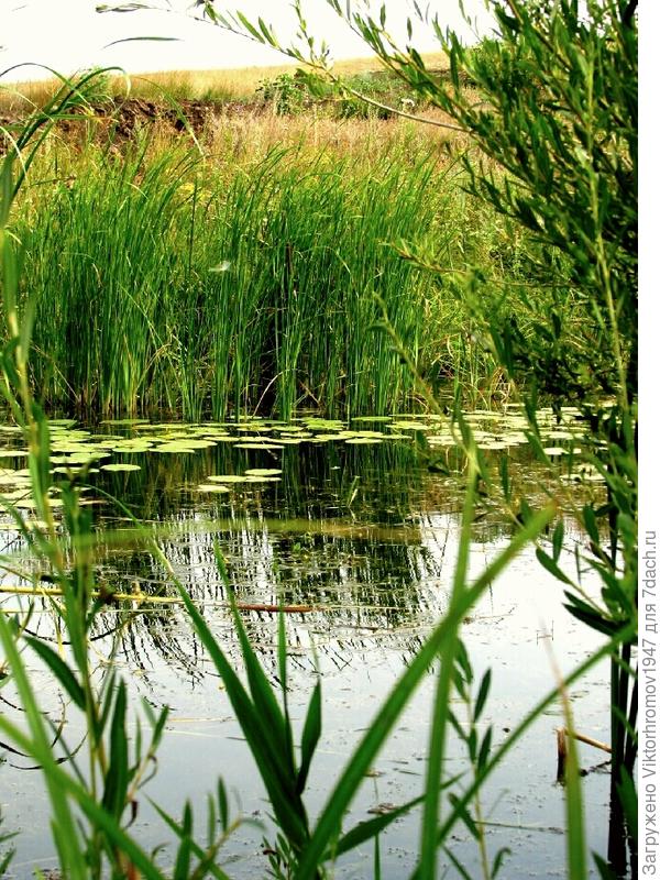 Много живности и богатая растительность! ОТКУДА?