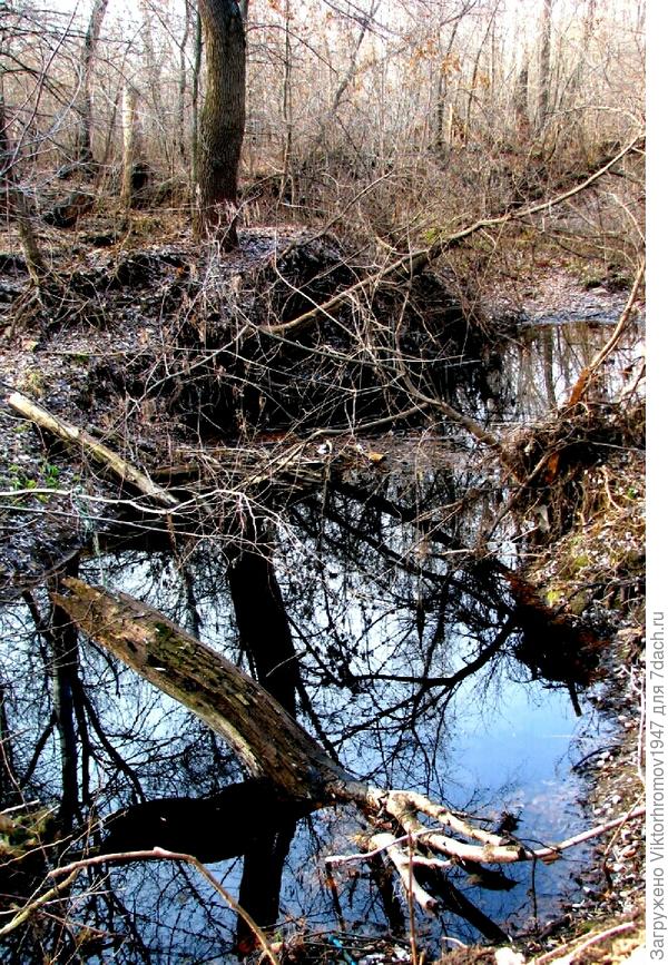 Леший живёт.