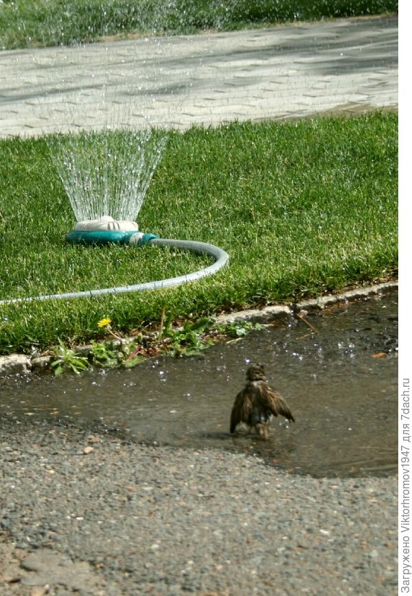 ДУШИК нам устроили.