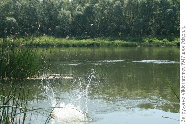 Это внук бросил кусок жмыха. Завтра  рано утром придём на рыбалку.