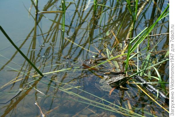 Пригрелась на солнышке.