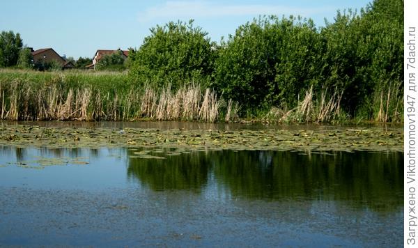 Озеро рядом с дачным массивом.