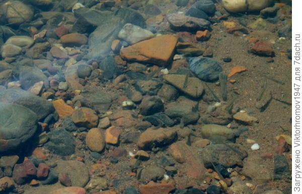 Тени от рыбок, плывут вместе с ними...