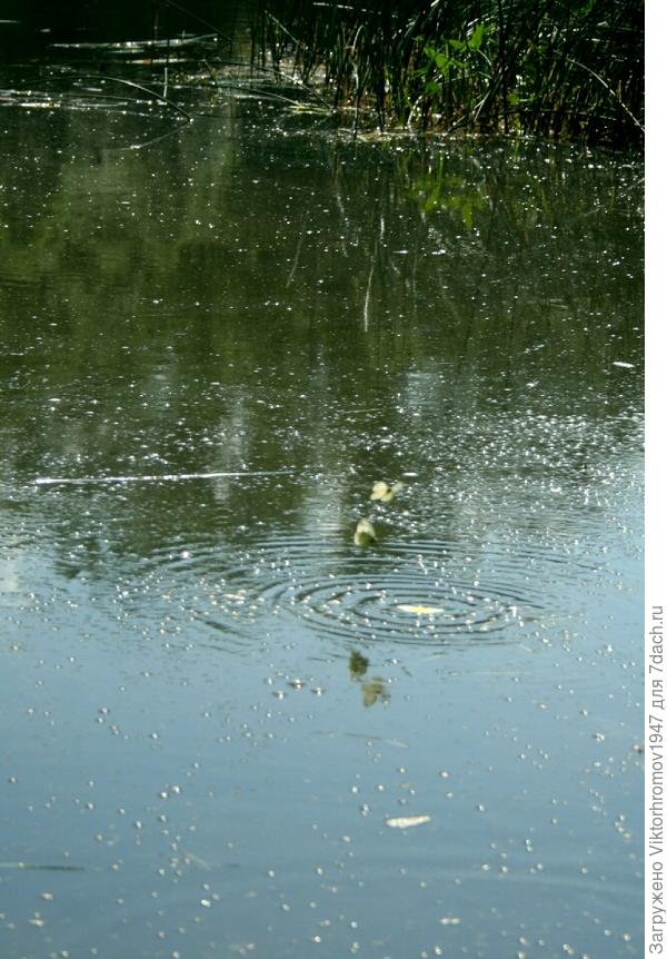 Долго она пыталась взлететь и подружки одна за другой пытались как то помочь...но в итоге улетели осталась только одна, которая ещё очень долго кружила рядом...