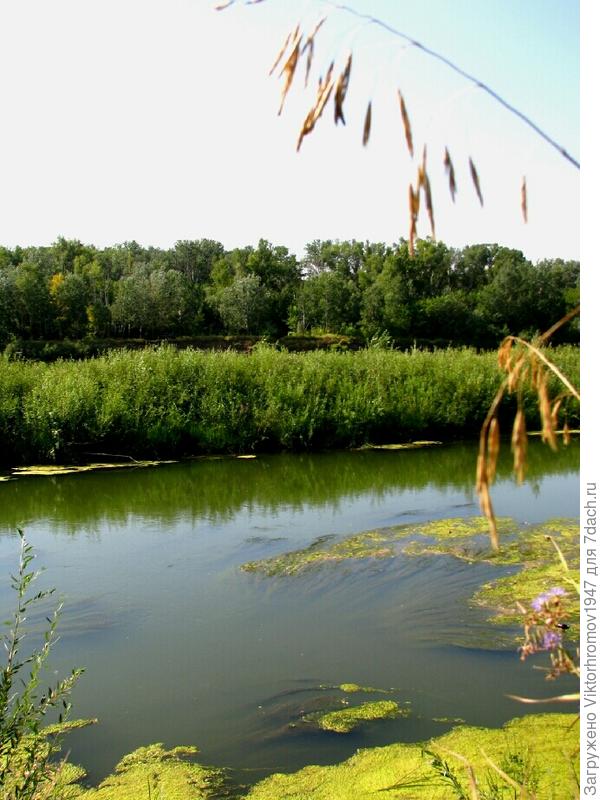 На озёрах вода начинает цвести.