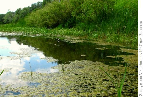 Смотрю фото и слышу...кваканье (да громко)