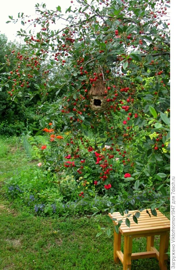 Опять СЕМИДАЧЬЕ на СЛУХУ!!! Всем от нас и пернатых обитателей СПАСИБО!