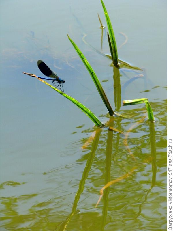 Стрекоза любуется своим отражением.
