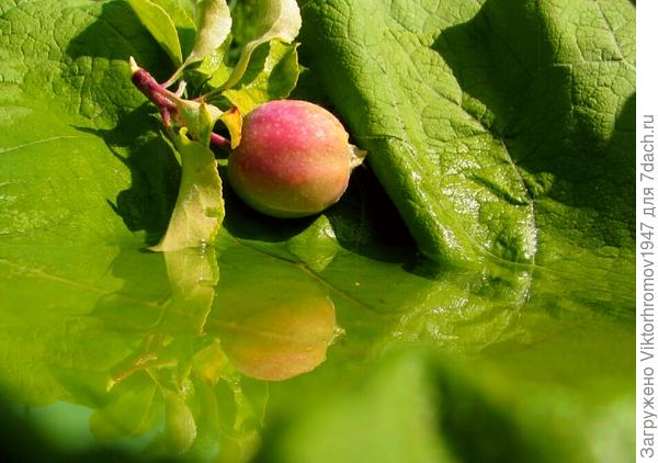 Яблочко упало в лужу...