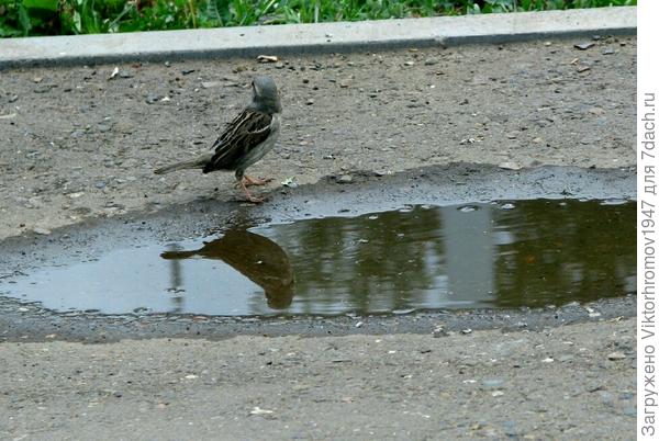 Стеснительный воробушек...