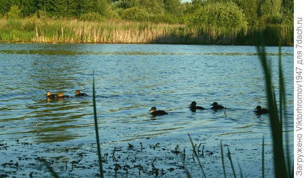 утята появились.