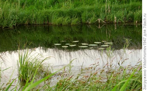 кувшинки растут...