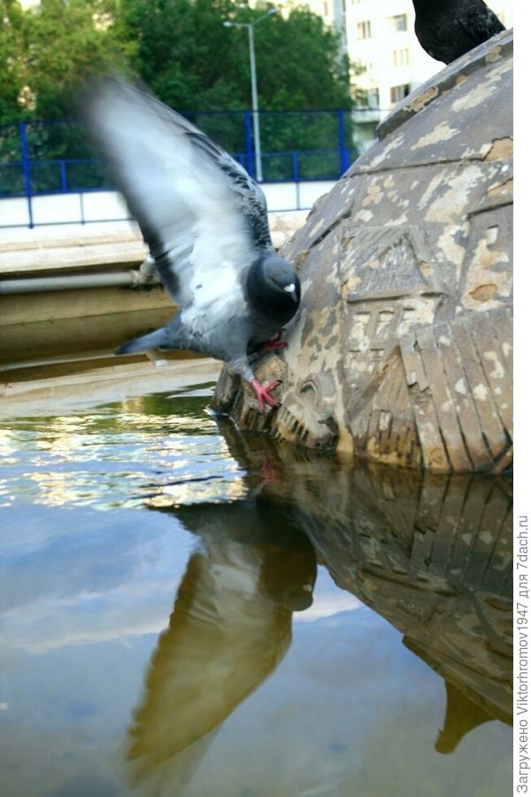 Вот и приходится голубям изворачиваться что бы попить из фонтана.