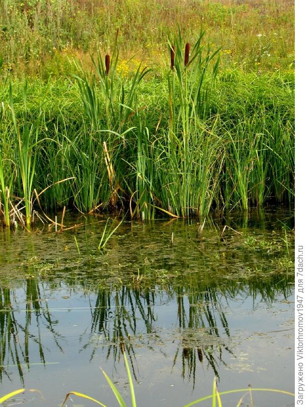 Рогоз повсеместно украшает наши озёра.