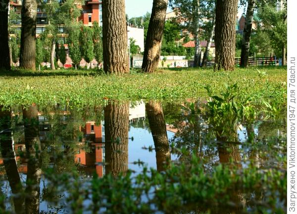 ДУБЫ - КОЛДУНЫ