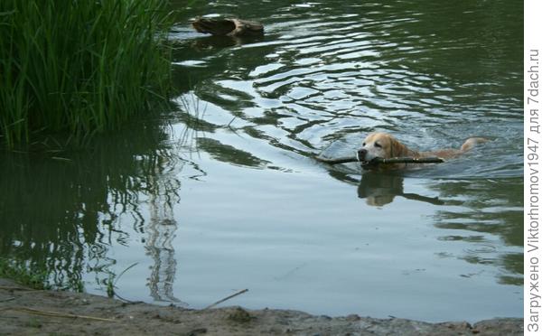 Не хочет вылазить из воды.