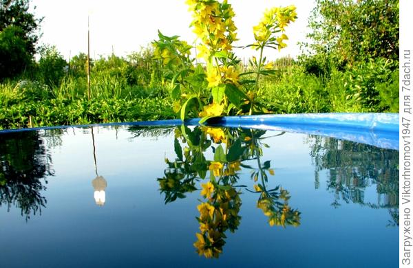 Отражение Вербейника в ёмкости.