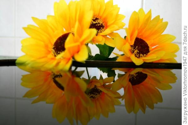 Хвалятся своей красотой...