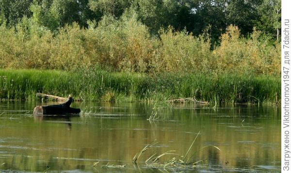 На противоположной стороне...