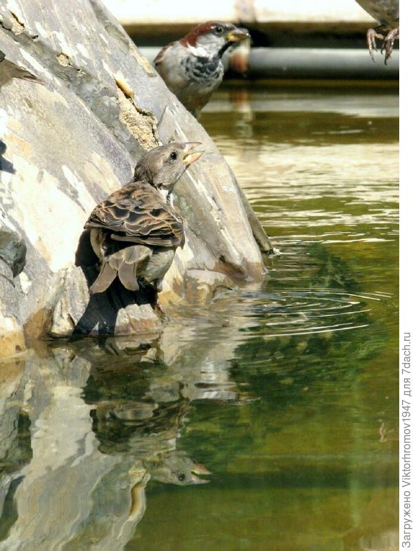 ГЛОТОЧЕК ВОДИЧКИ...