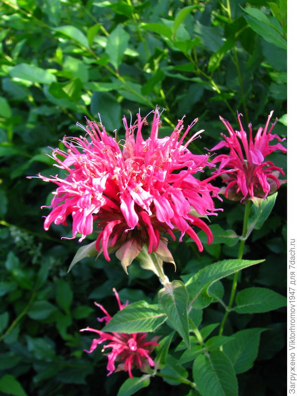 Сегодня к Вашему празднику распустился красивый и ароматный Бергамот!