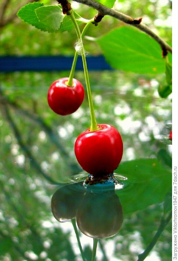 Веточка наклонилась к воде.