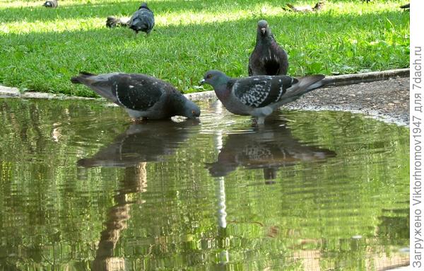 ЛЮБОВЬ  И  ГОЛУБИ...