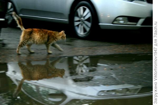 МОКРАЯ но ГОРДАЯ.  (какая походка!)