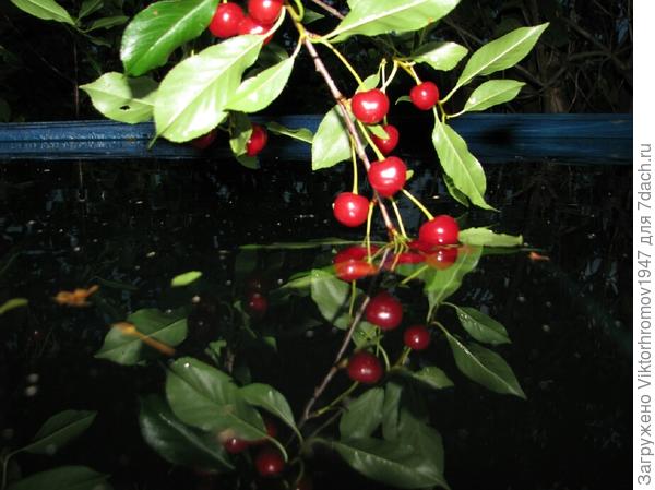 Веточка с вишней.