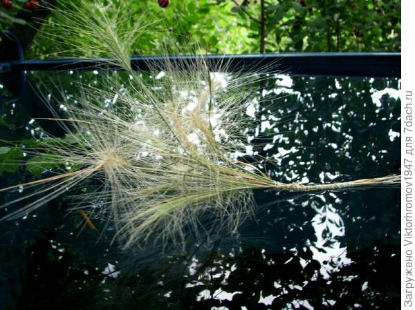 Ячмень гривастый.