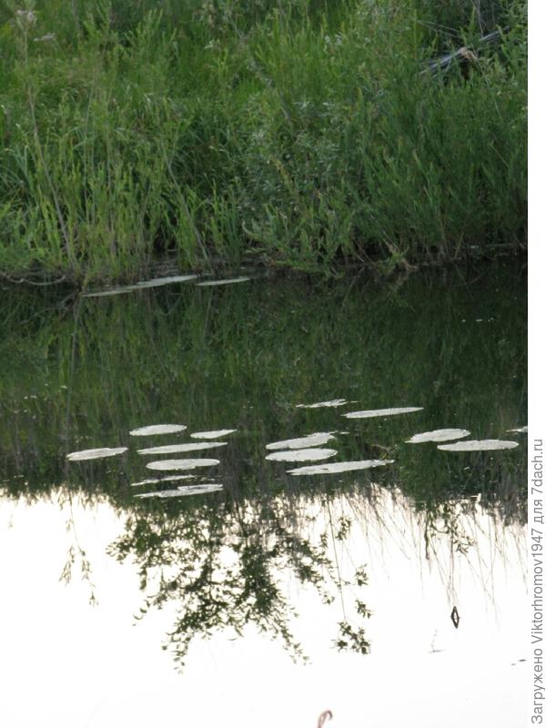 Ох и щука здесь живёт.