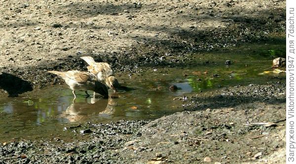А сколько радости...