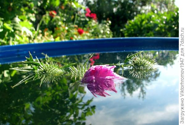 в ёмкости с водой.