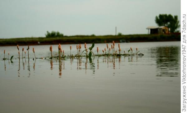 Цветочный островок.