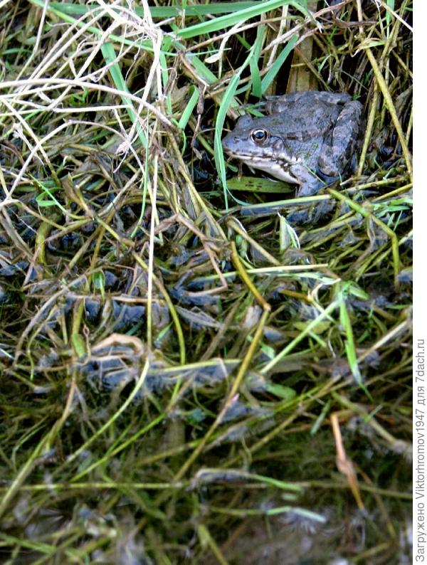 пока на трясине...