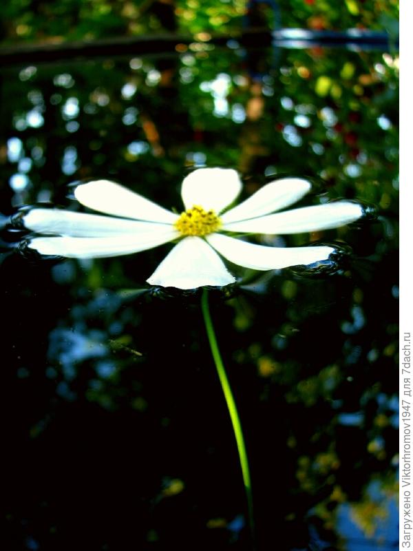 Космея купается в ёмкости...